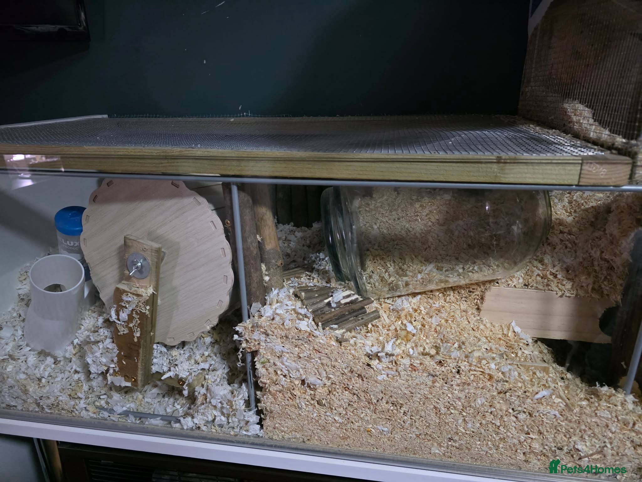 Gerbil rodents 3 male Gerbils, full set up same extras - Advert 1