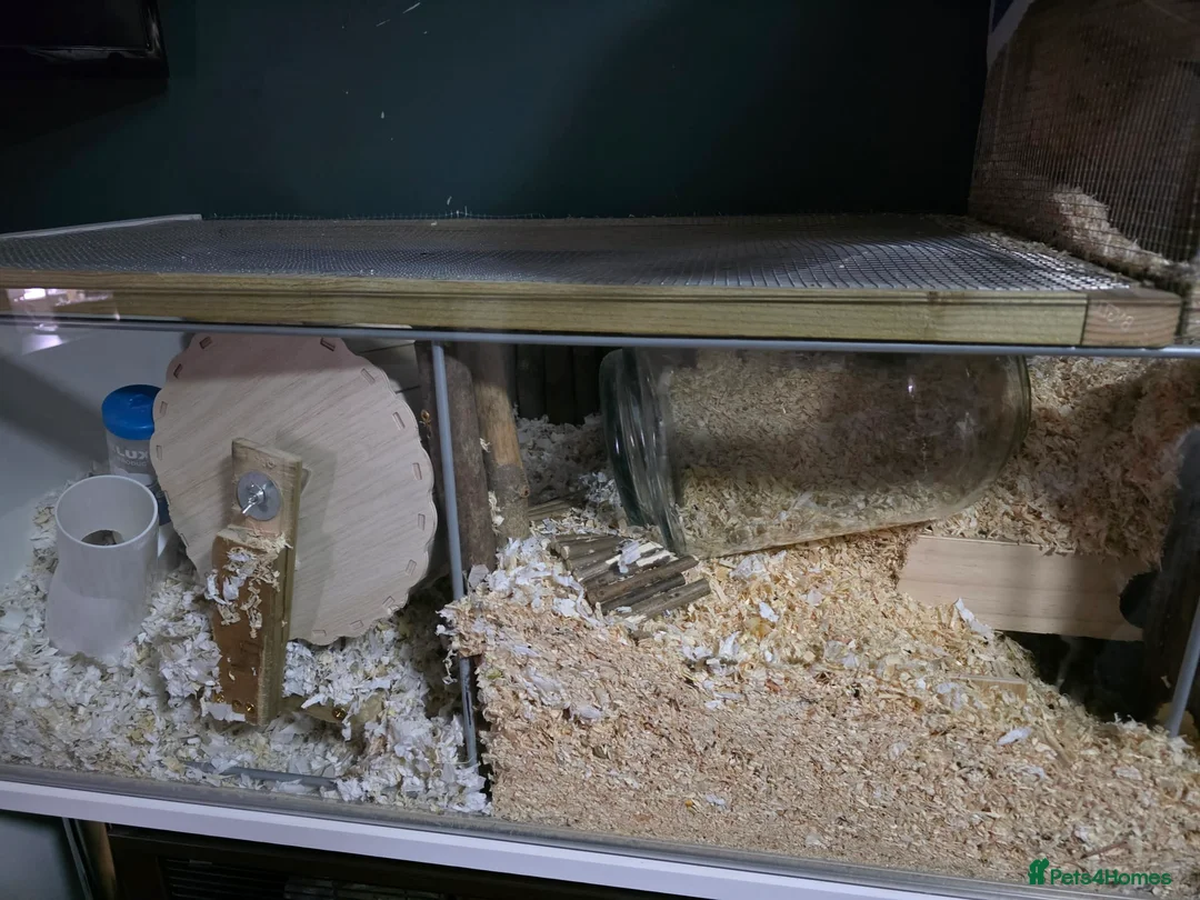 Gerbil rodents for sale: 3 male Gerbils, full set up same extras - Advert 1