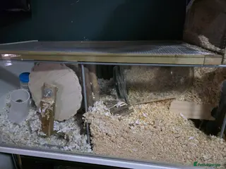 Gerbil rodents 3 male Gerbils, full set up same extras - Advert 1