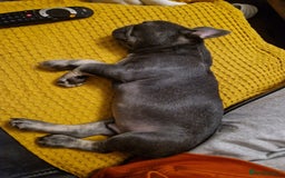 French Bulldog dogs for sale: French Bulldog puppies (1 lilac and tan left) - Image 13
