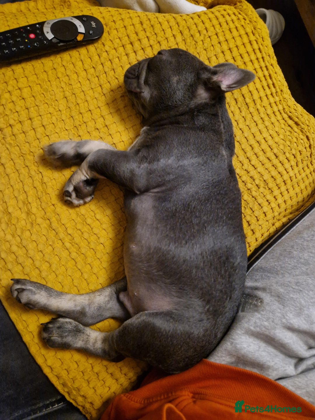 French Bulldog dogs for sale: French Bulldog puppies (1 lilac and tan left) - Image 13