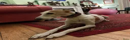 Mixed Breed dogs for sale: Lazy Lurchers  - Advert 2