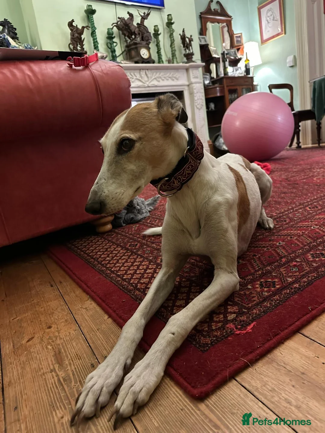Mixed Breed dogs for sale: Lazy Lurchers  - Advert 2