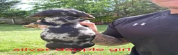 Miniature Dachshund dogs for sale: PRA CLEAR, KC REG MIN DACHSHUNDS  - Advert 8