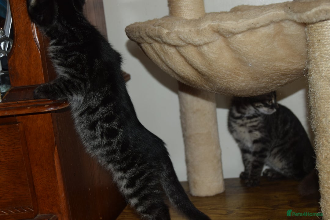 Bengal cats for sale: BEAUTIFUL HALF BENGAL KITTENS - Image 10