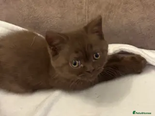 British Shorthair cats Three stunning female chocolate kittens available - Advert 2