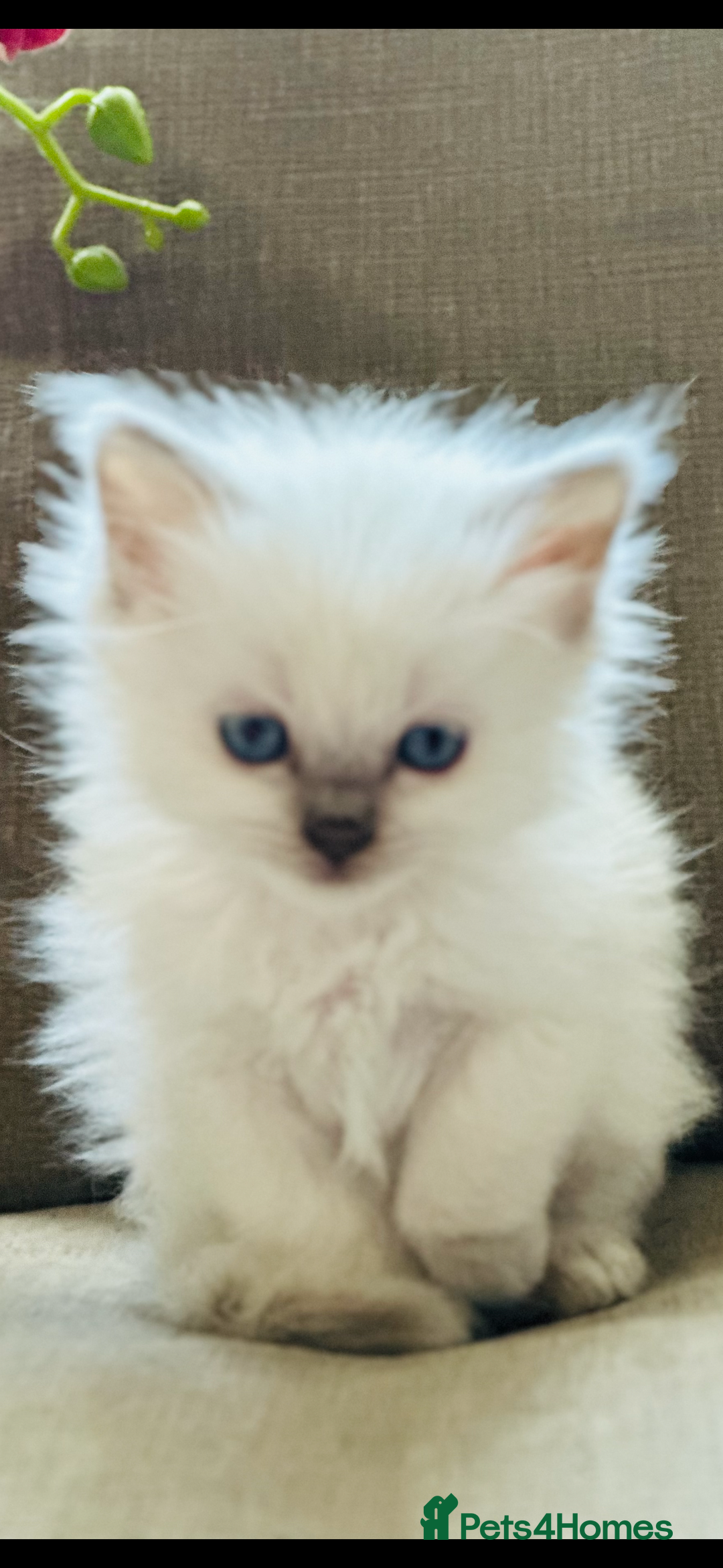 Ragdoll cats for sale: 🌼GCCF waiting list now open for spring babies 🌼 - Advert 8