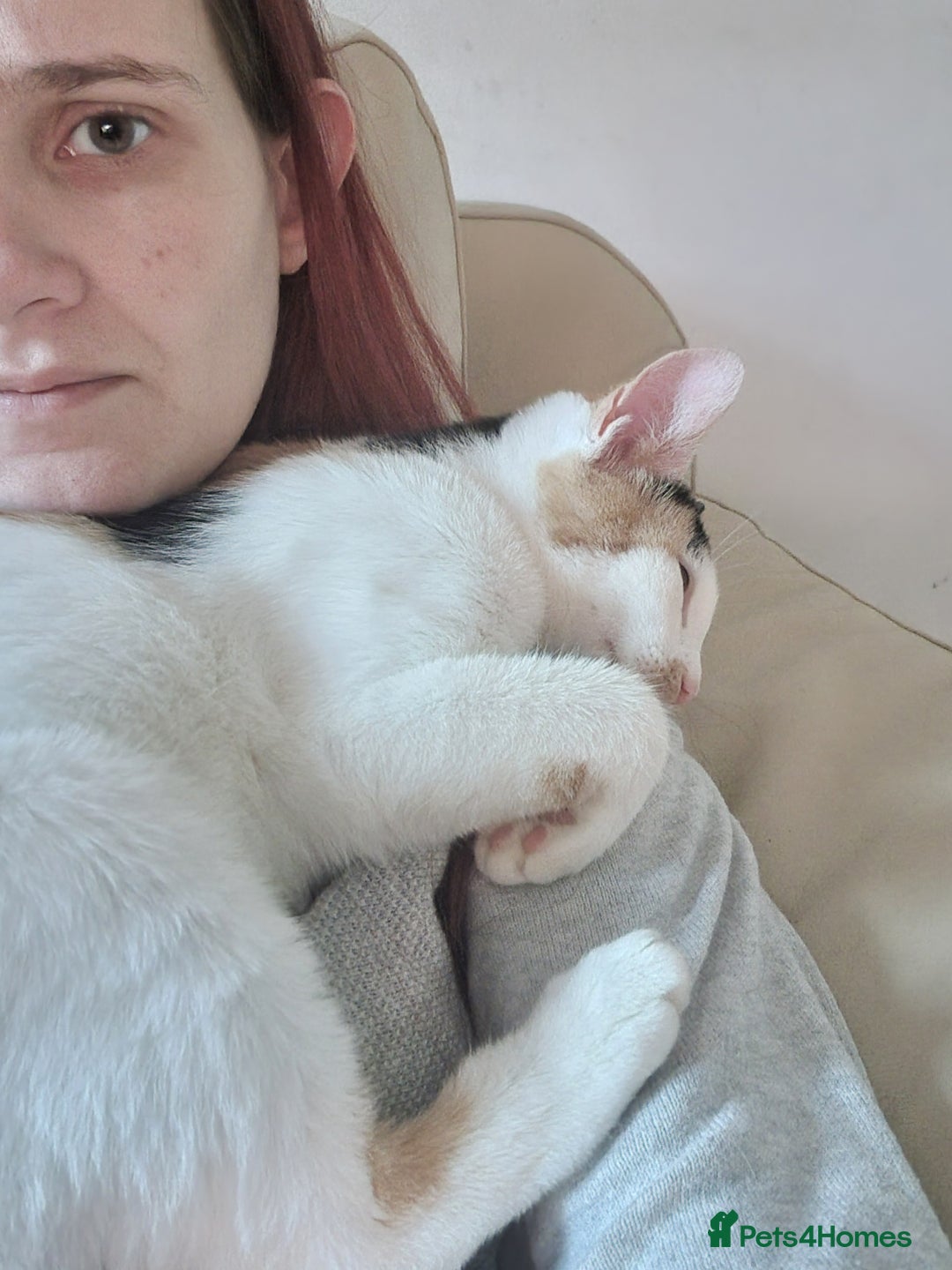 Mixed Breed cats for sale: Beautiful little girl extremely cuddly and playful - Advert 2