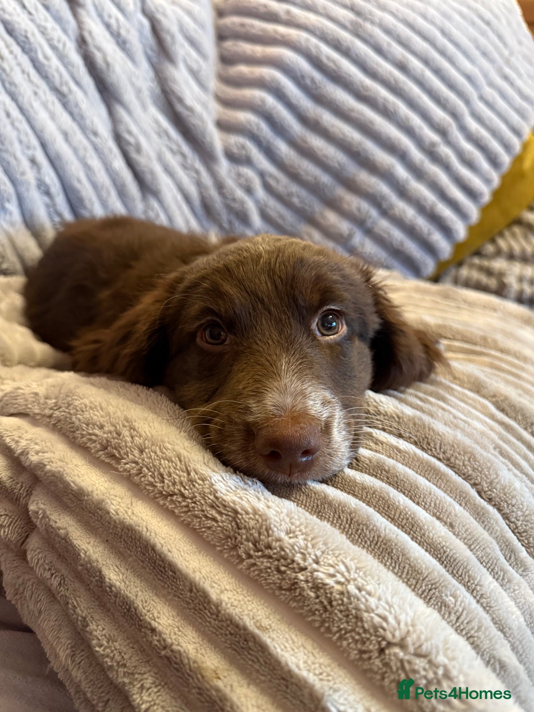 Mixed Breed dogs for sale: Doxie puppies  - Advert 27