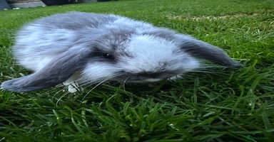 Mini Lop rabbits - Advert 16