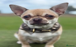 Chihuahua dogs for sale: Health tested & KC Reg Chocolate sable boy left! - Advert 5