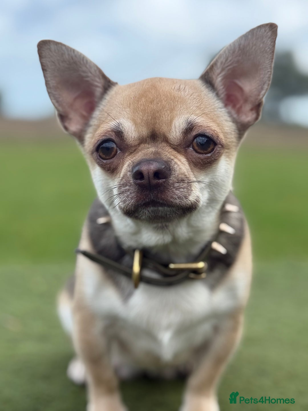 Chihuahua dogs for sale: Health tested & KC Reg Chocolate sable boy left! - Advert 5