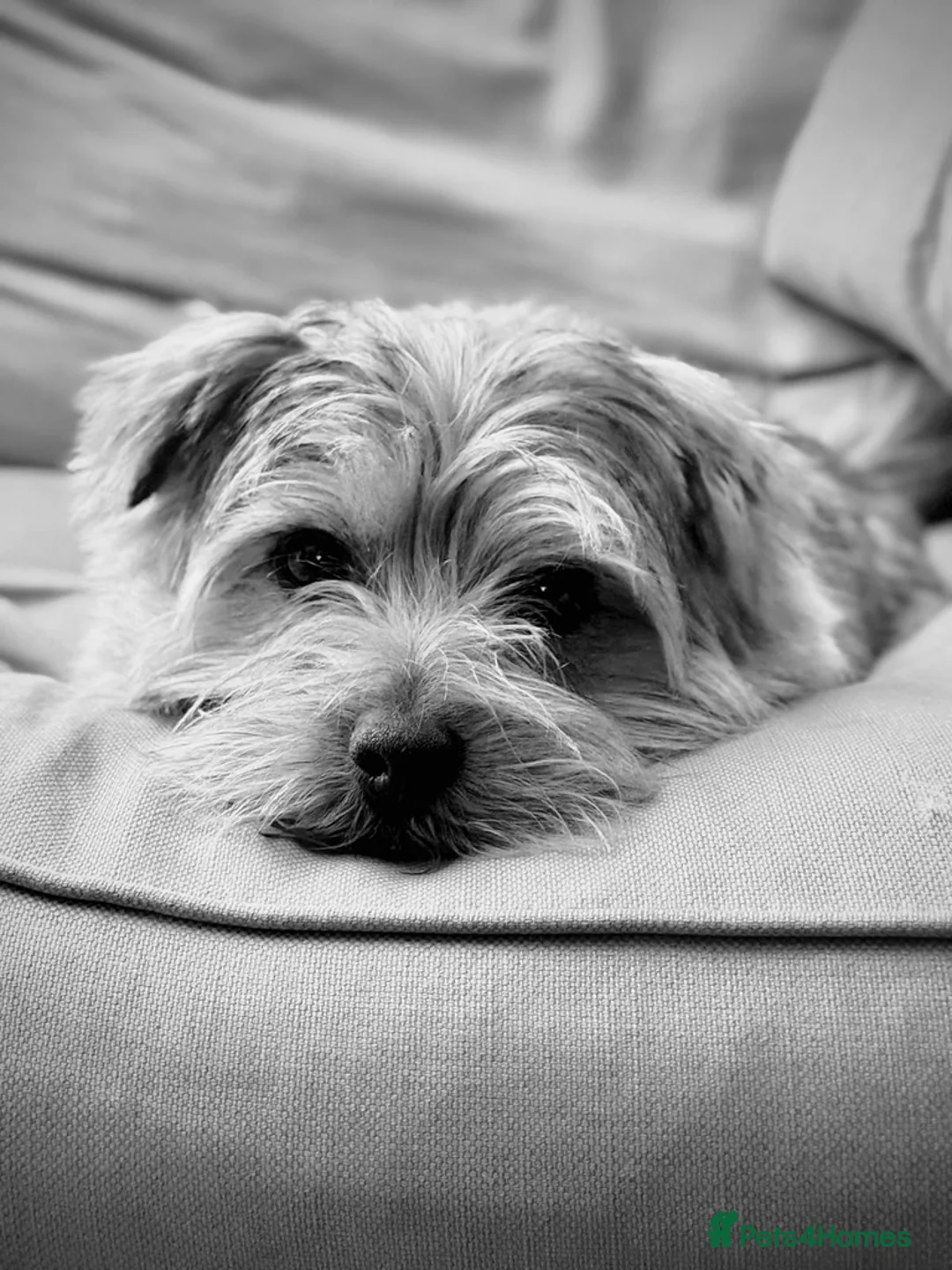 Norfolk Terrier dogs for stud: Norfolk Terrior for stud - Advert 4