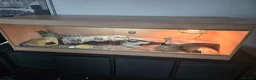 Leopard Gecko reptiles for sale: 2 albino leopard geckos and full enclosure  - Advert 11