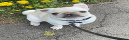 Pug dogs for sale: Pablo the Pug  - Advert 17