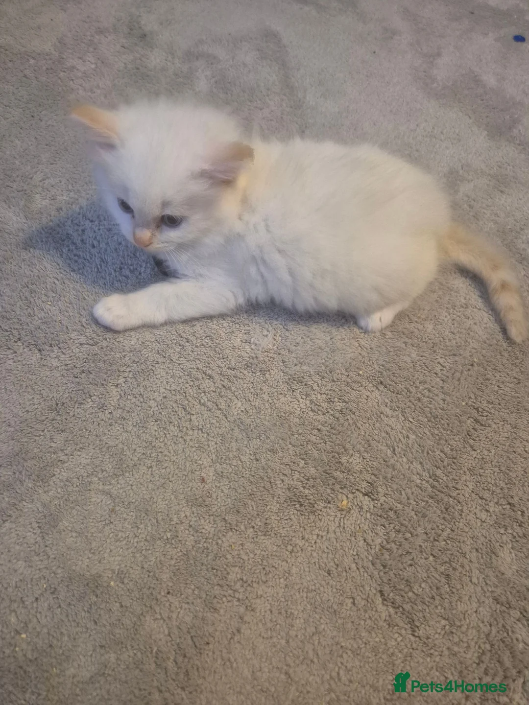 Ragdoll cats for sale: Ragdoll kittens ready to be reserved - Advert 2