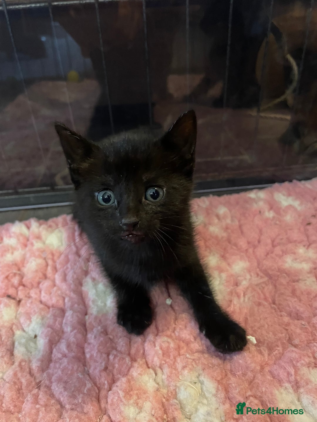 Mixed Breed cats for sale: Russian blue cross black and tabby kittens  - Advert 32