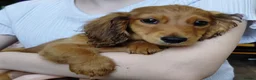 Miniature Dachshund dogs for sale: ✨️Beautiful Longhaired Minis✨️Lovely Temperments✨️ - Advert 11