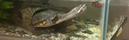 Turtle reptiles for sale: Common musk turtle  in Rossendale - Advert 1