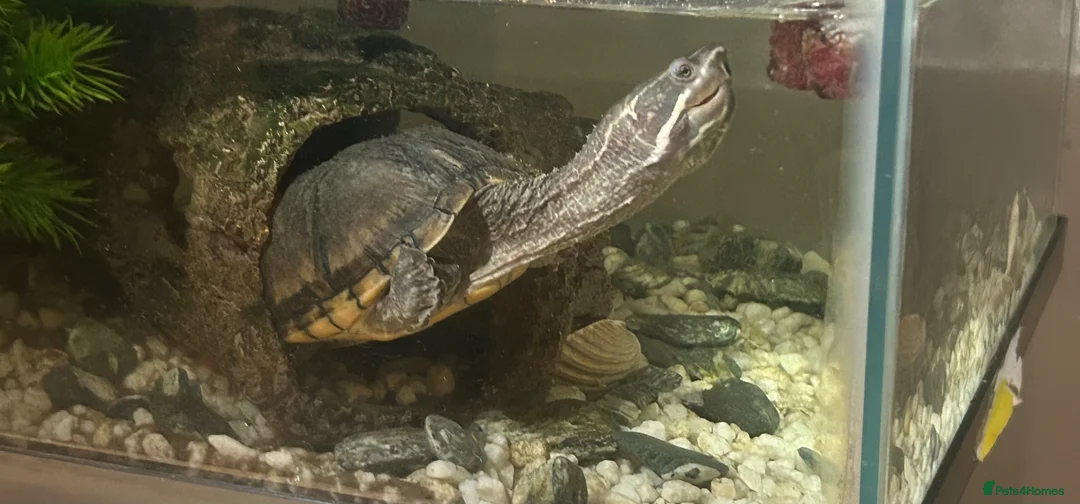 Turtle reptiles for sale: Common musk turtle  in Rossendale - Advert 1