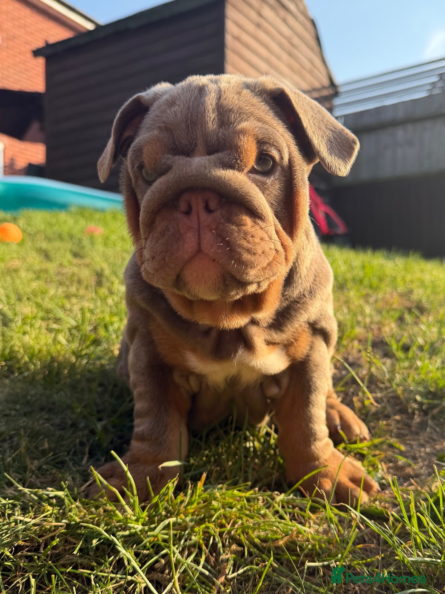 English Bulldog dogs Gorgeous KC English Bulldog Puppies🐶 - Advert 2