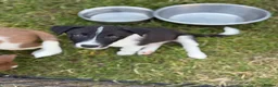 Border Collie dogs for sale: Last 2 now reduced! B&W male and female - Advert 4