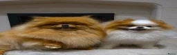 Pomeranian dogs for sale: High Quality Show Pomeranian puppies Champion Mum - Advert 16