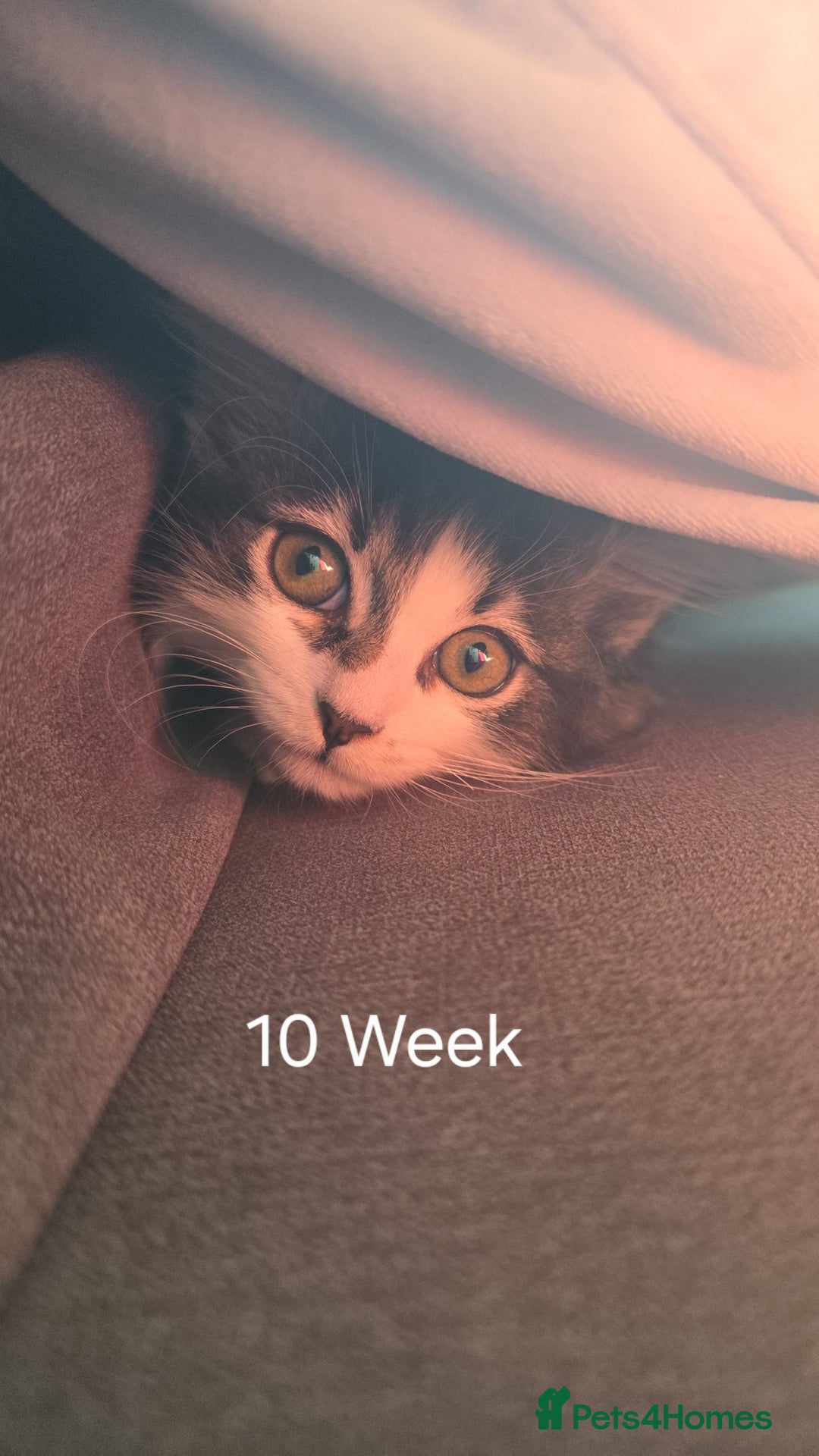 Ragdoll cats for sale: Ragdoll crossed Tabby Cat for Sale - Image 5