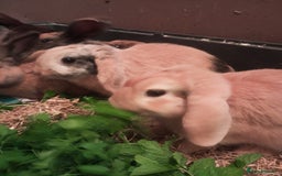 Mixed Breed rabbits for sale: Free to loving forever homes  - Image 1