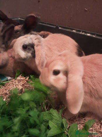Mixed Breed rabbits - Advert 9