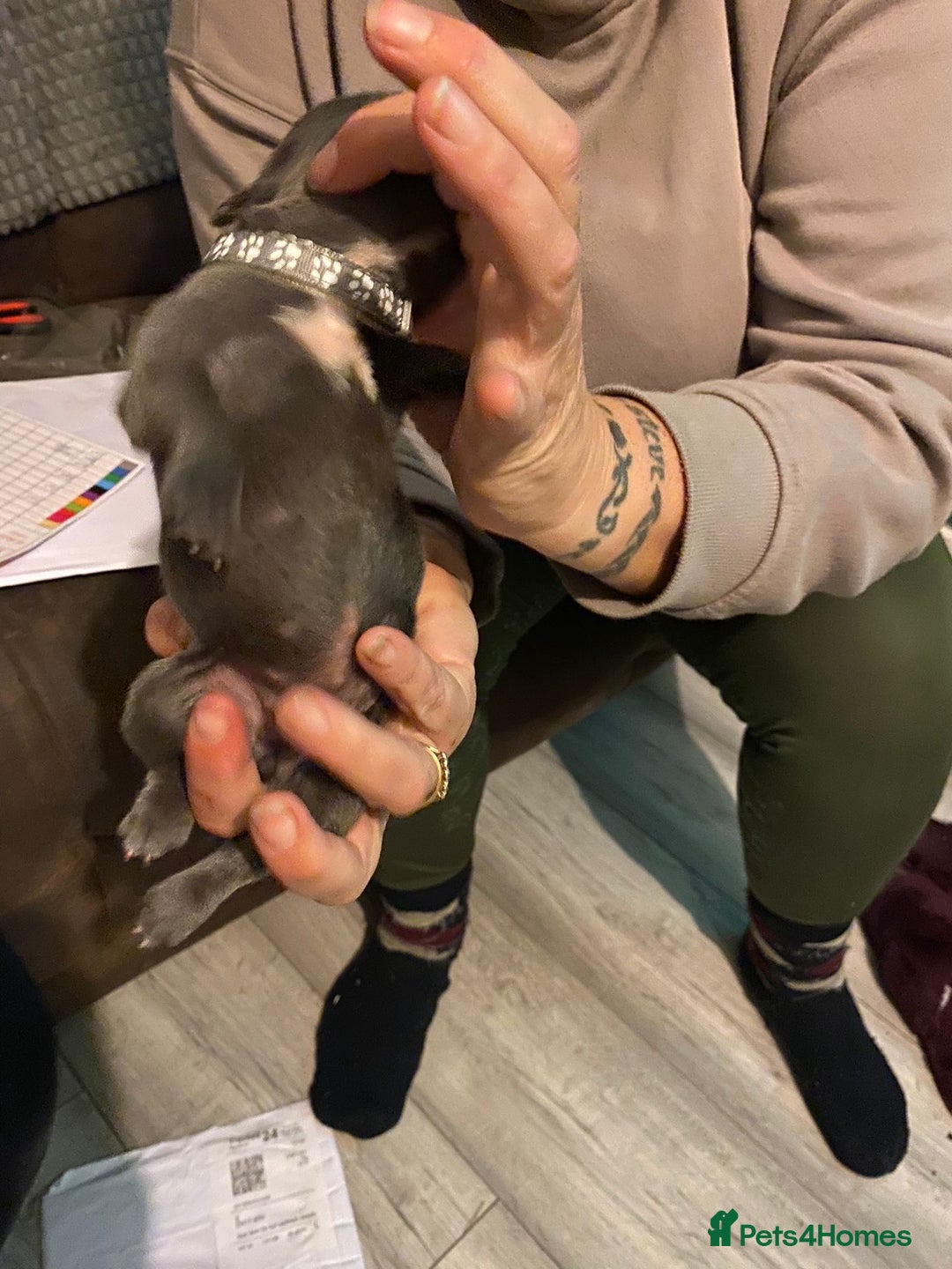 Staffordshire Bull Terrier dogs for sale: Blue pups  - Advert 17