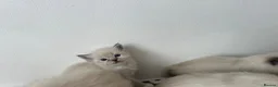Ragdoll cats for sale: Stunning pure ragdoll kittens - Advert 13