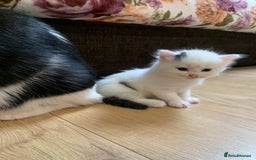 British Shorthair cats for sale: 5 pretty babies looking for home!!❤️ - Image 3