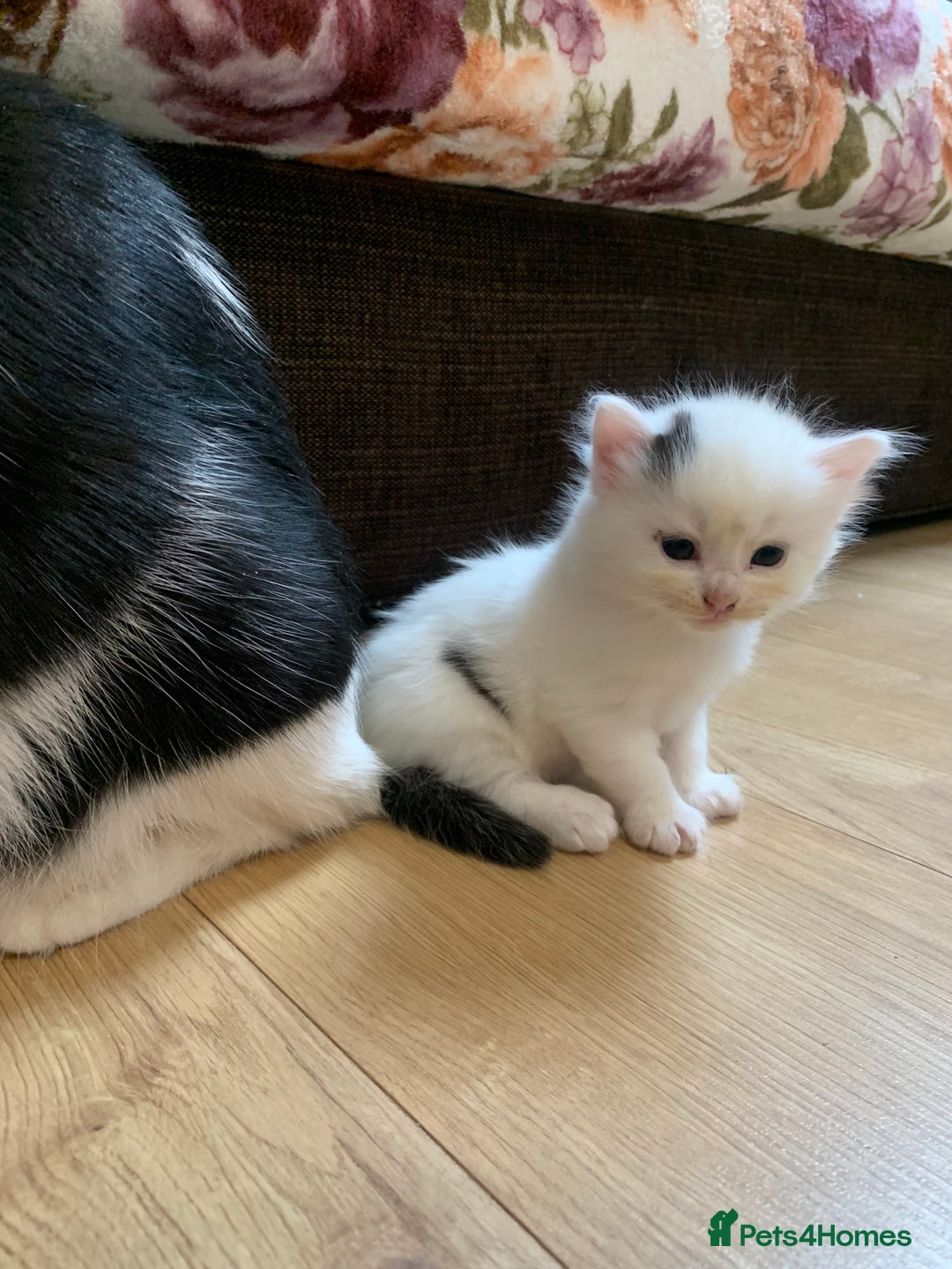 British Shorthair cats for sale: 5 pretty babies looking for home!!❤️ - Image 3