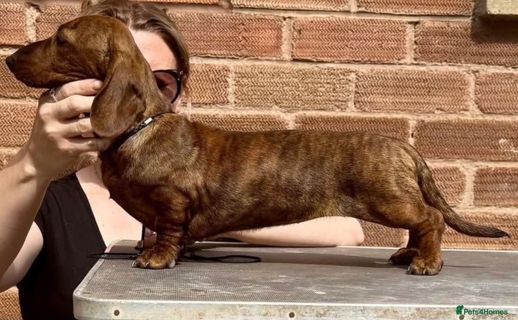 Miniature Dachshund dogs - Advert 4