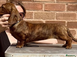 Miniature Dachshund dogs - Advert 29