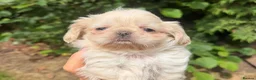 Shih Tzu dogs for sale: Stunning shihtzus  - Advert 6