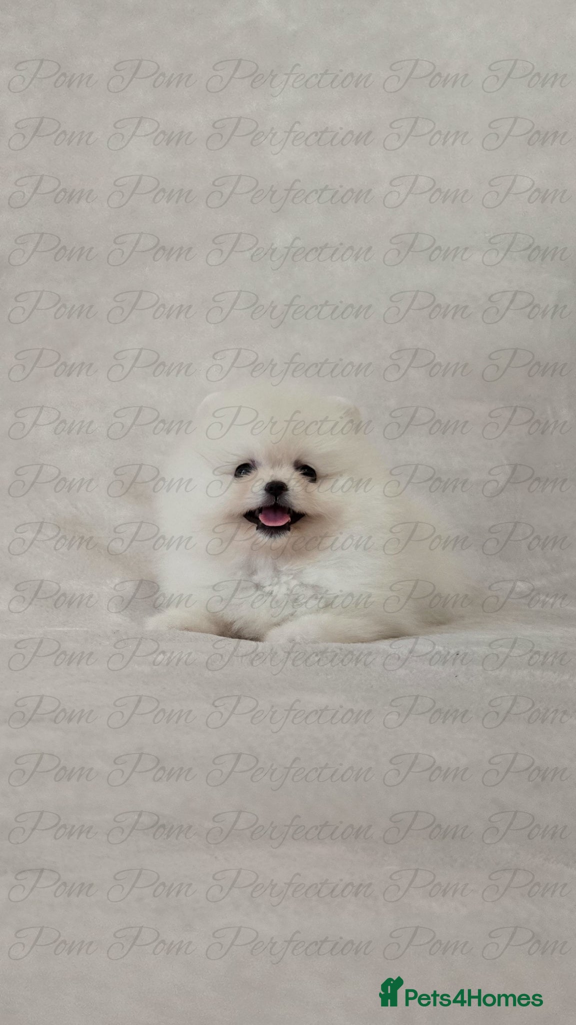 Pomeranian dogs for sale: Teddy Bear Pomeranian Puppies - Advert 8