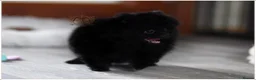 Pomeranian dogs for sale: RKC DNA MINIATURE SHORT MUZZLE DOUBLE COAT POMS - Advert 3