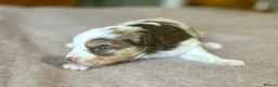 Australian Shepherd dogs for sale: Rare Show Lines KC purebred Mini Aussie (MAS)  - Advert 23