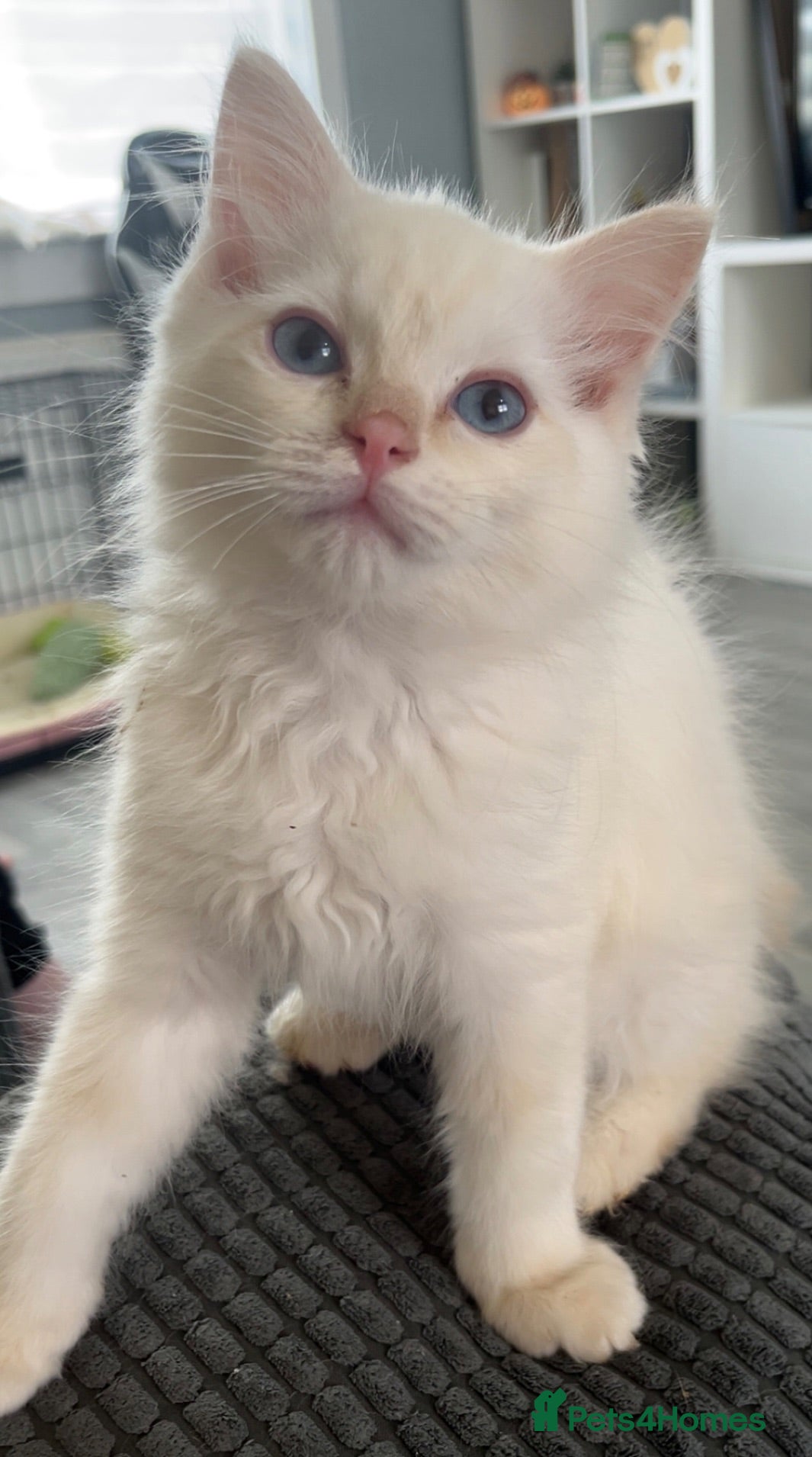 Ragdoll cats Beautiful pedigree ragdoll kittens  - Advert 6