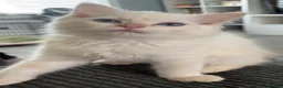 Ragdoll cats for sale: Beautiful pedigree ragdoll kittens  - Advert 1