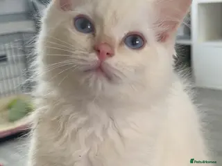 Ragdoll cats Beautiful pedigree ragdoll kittens - Advert 6