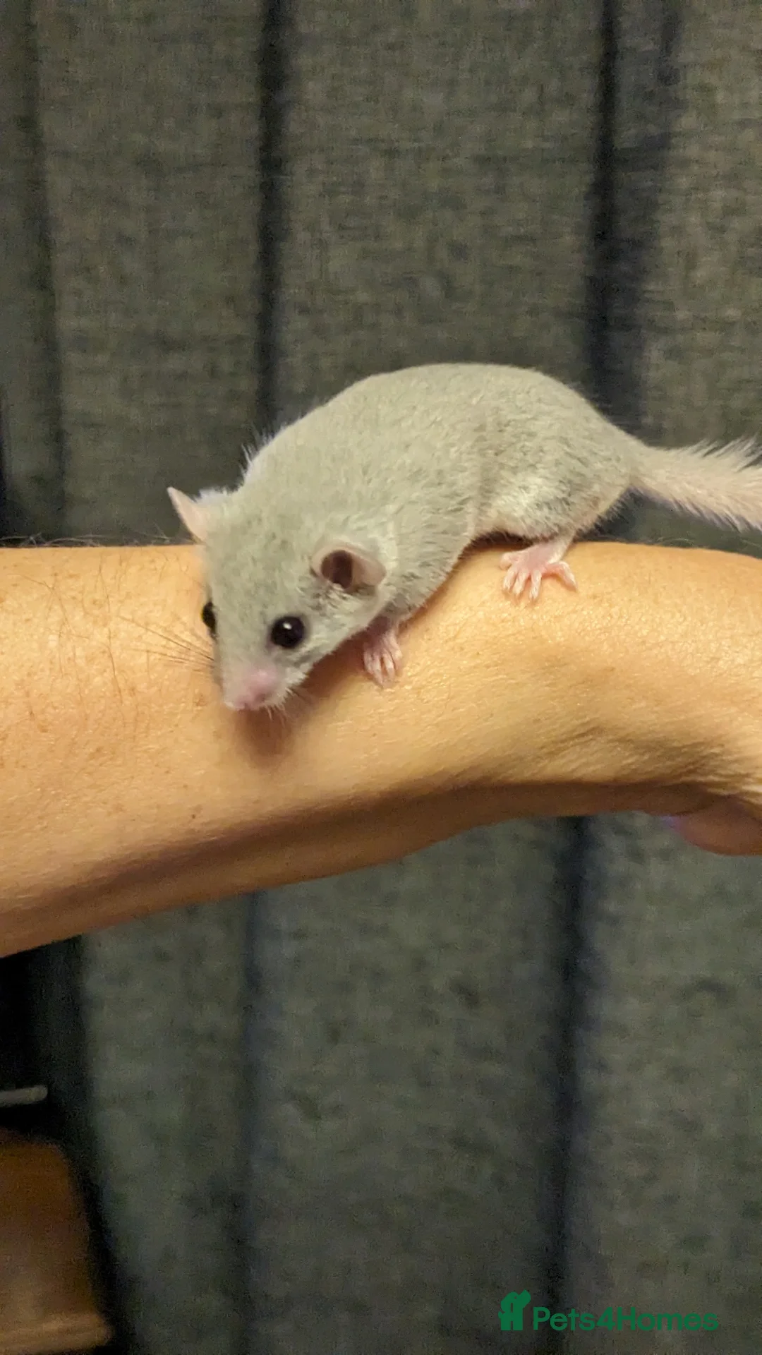 Mouse rodents for sale: African Pygmy Dormice  - Advert 6