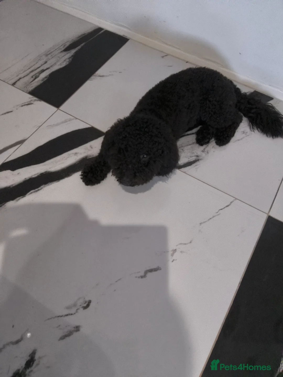 Cockapoo dogs for sale: Looking to rehome our Pup 'ROSCOE 9month old male  - Advert 4