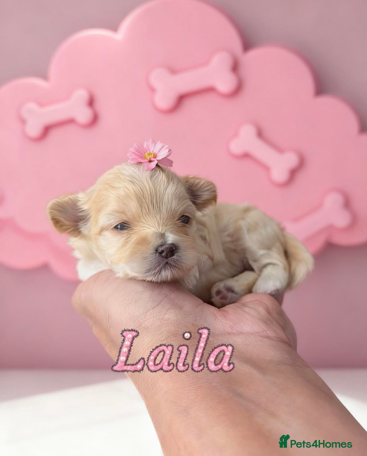 Maltipoo dogs 💫EXCEPTIONAL LUXURY F1 MALTIPOO PUPPIES🩷🩵🩷 - Advert 6