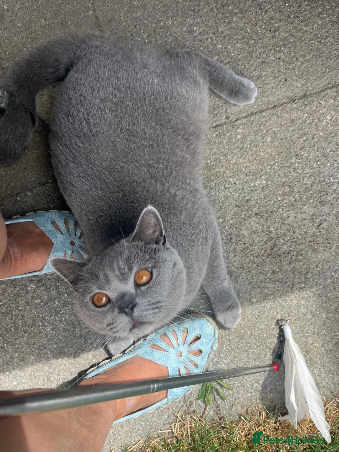 British Shorthair cats for sale: Excitable British Shorthair - Advert 2
