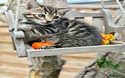 Bengal cats for sale:  Beautiful Bengal kittens  - Image 13