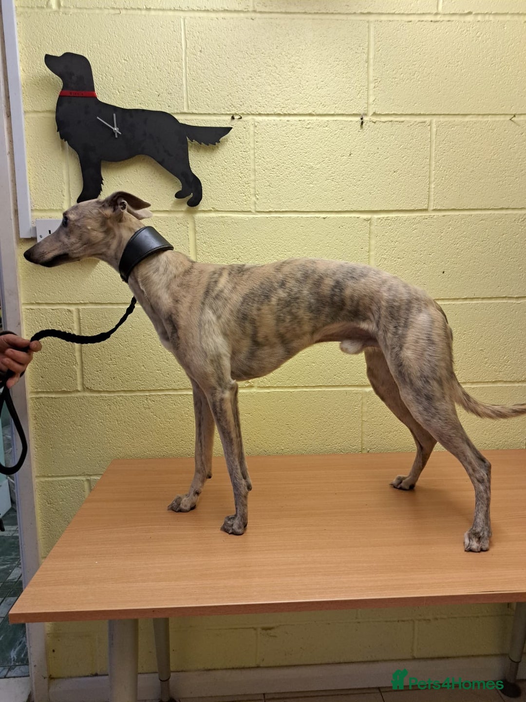 Whippet dogs for stud: KC Registered Blue Brindle for stud in Barnsley - Advert 8