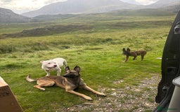 Belgian Shepherd Dog dogs for sale: Obedience Trained Belgian dutch malinios - Image 9